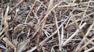 Нашествие улиток. Как я борюсь с улитками. Ленинградская обл.