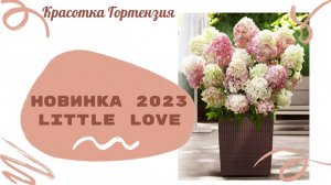 Гортензия метельчатая Литл Лав новинка 2023