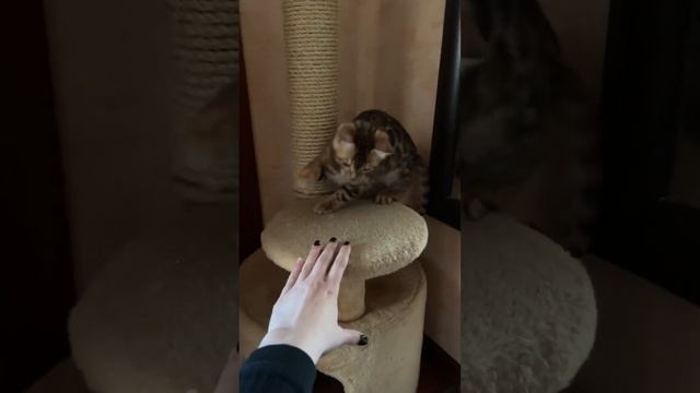 смешные моменты с бенгальской кошкой #funnycats #смешныекоты #бенгальскаякошка #бенгальскиекотята