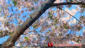 ЭНГ САРА ТЕРМА ХАЁТИЙ КУШИКЛАР КУРБОН ХАМДАМОВ.