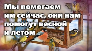 Правила подкормки птиц зимой. Советы орнитолога