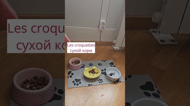 Vive les chats!
