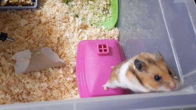 Хомяк Ванилин. Я спортивный хомяк! Сегодня я покажу своё упражнение с колесом. смотреть онлайн