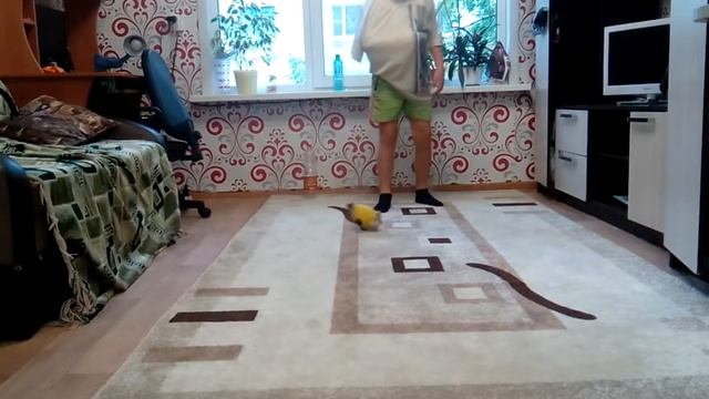 Рабона ЧЕЛЛЕНДЖ смотреть онлайн