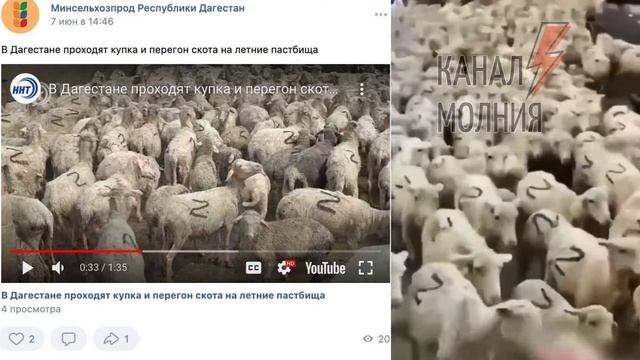 Мин.сель.хоз.Дагестана отчиталось о перегоне скота,на шкурах которых нарисована буква Z.*🤦🏻♀️🤷🏻♀️ смотреть онлайн