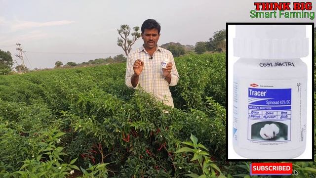 Dow AgrowSciences Tracer Full Details |మిరపలో అధిక పూత,కాయలు, అన్ని రకాల పురుగుల నివారణ| Raithu Bad