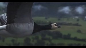 Те100стерон - Если бы ты захотела (Music Video)