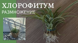 №52. Хлорофитум. Размножение, укоренение 🌿. Быстрый способ размножения хлорофитума. Вода или грунт?