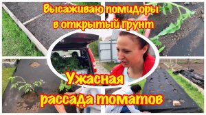 КУПИЛА ЗАБРОШЕННУЮ ДАЧЕ/ВЫСАЖИВАЮ ТОМАТЫ В ТЕПЛЫЕ, ВЫСОКИЕ ГРЯДКИ/ВЯЛАЯ РАССАДА ПОМИДОР/