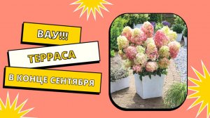 Терраса и гортензии в конце сентября 🌺