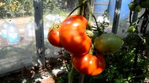 Сорт - "ГИГАНТ НОВИКОВА".Томаты от Фёдора.