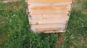 Выкучивание( массовый выход) пчёл из улья в жару