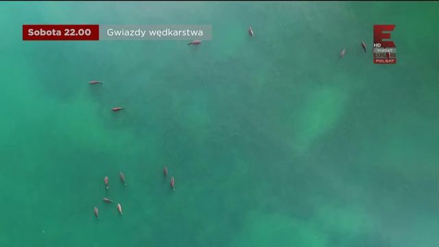 Gwiazdy wędkarstwa | sobota 22:00 | Polsat Viasat Explore | Wędkarstwo | Wędka | łowienie ryb смотреть онлайн