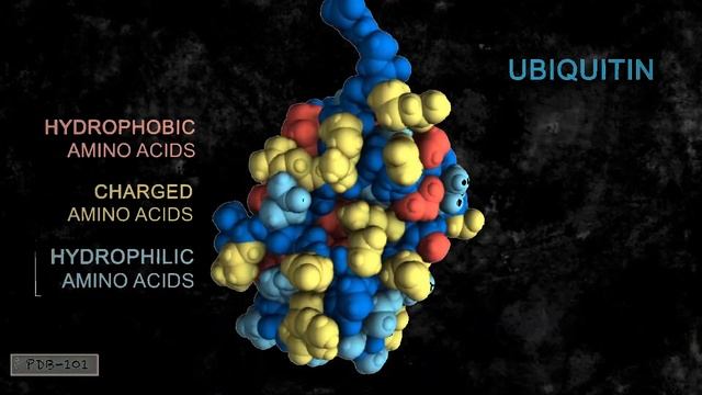(Proteins (nature and importance смотреть онлайн