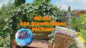 Обзор стручковой фасоли "Матильда".