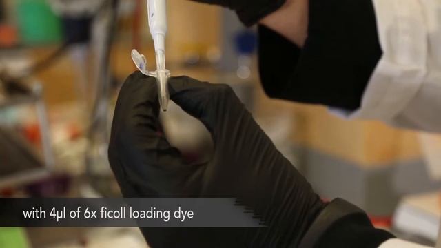 DNA Nanoswitch Protocol Video 5: DNA Nanoswitch Protocol – Pouring, Running and Staining the Gel смотреть онлайн