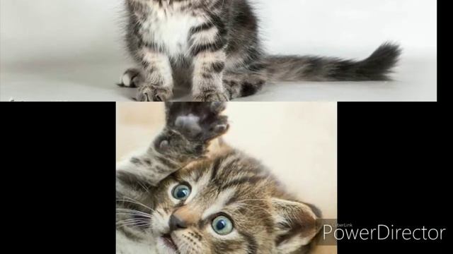 ОСТОРОЖНО МНОГО МИЛОТЫ /Самое милое видео 2020 / Подборка с котятами / красивые котята