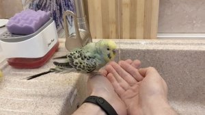 Волнистый попугайчик купается