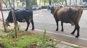 Священные коровы на улице Мумбая