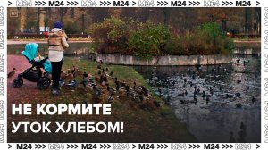 Москвичей призвали не кормить уток хлебом - Москва 24