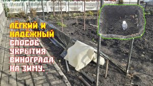 Укрытие многолетних и однолетних кустов винограда | Лёгкий и надёжный способ укрытия винограда