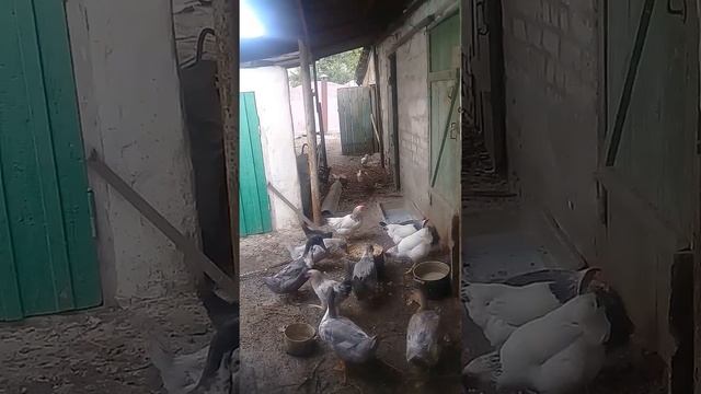 Утки и куры любят мешанку. смотреть онлайн