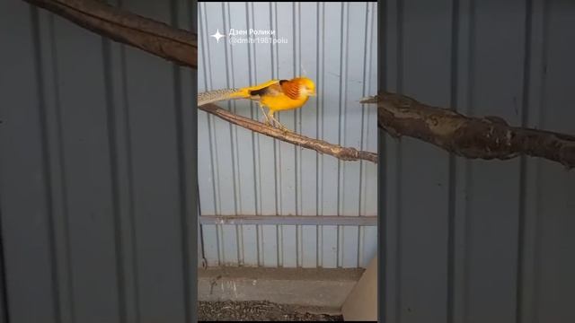 Лимонный фазан