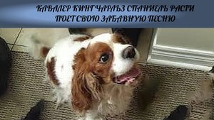 Кавалер кинг Чарльз спаниель Расти просится на прогулку