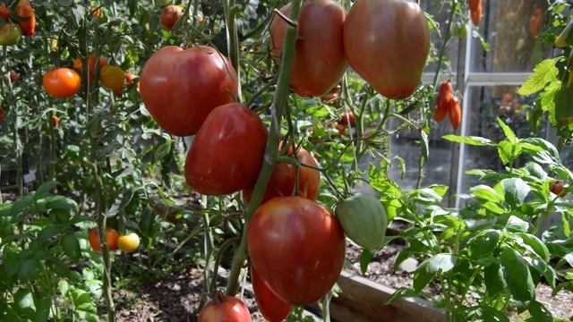 Сорт -"КОРОЛЬ КИНГ". Томаты от Фёдора. смотреть онлайн