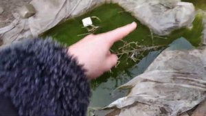 Первая подмена воды в пруду. Пруд теперь чист!