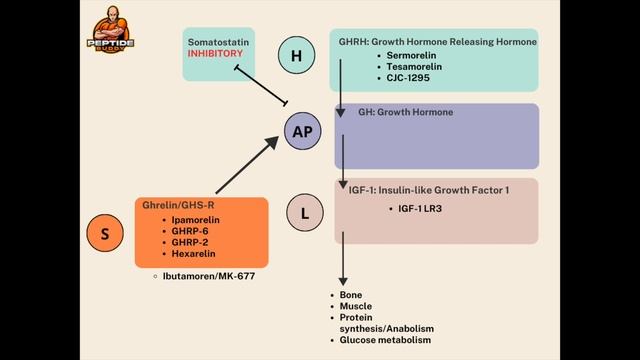 Peptides 101: Your Comprehensive Overview of Peptides Involved in Anti-Aging, Longevity and Healing