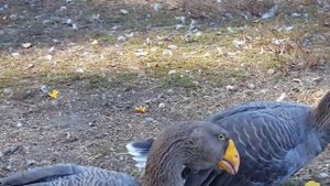 Гуси Камагоры г Обоянь