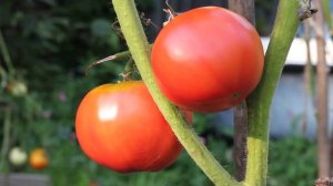 Сорт  -"ЛЕТУЧИЙ ГОЛЛАНДЕЦ". Томаты от  Фёдора.