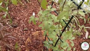 Почему клематис плохо растет и не цветет