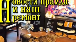 Новости прайда и наш ремонт.