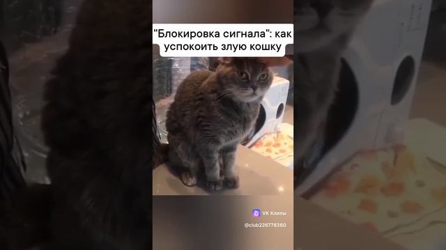 лайфхак как успокоить злую кошку