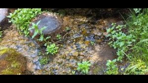 #Святой источник Святой источник возле деревни Ревякино