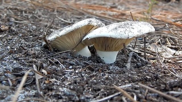 The Ghost Pipe; A Spooky Plant смотреть онлайн