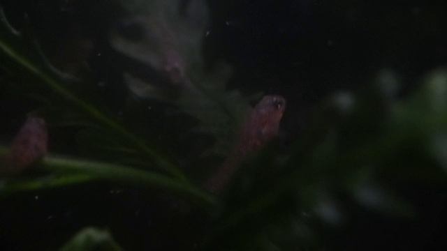 Salaria fluviatilis Larven F2 Tag 43 смотреть онлайн