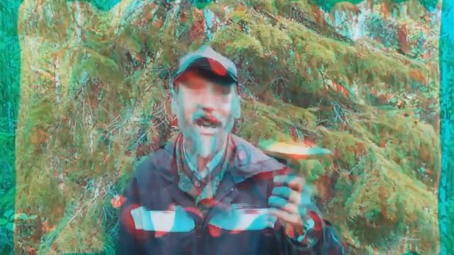 Псилоцибиновые грибы (веселушки) трип репорт