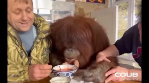 Кубическа сила | 021 | 25 кубов — в одном видео | The Secret Behind Coub Power: 25 Cubes in Action