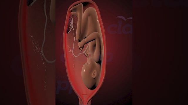 Placenta Healthy baby, sterm cells ( 3D Animation )