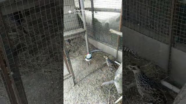 Королевский фазан