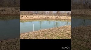 Первым делом защищаем пруд от цапли