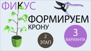 №53. Фикус Бенджамина. Формируем 3 вида кроны. Этап 2. Пересадка черенков в основной горшок.