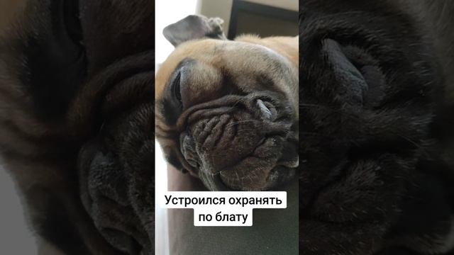 Служебно-сторожевая собака