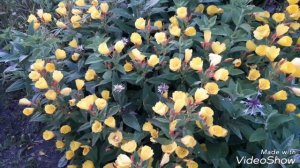 Фахриддин Ҷалолов Марг агар ногах дарояд аз дарам