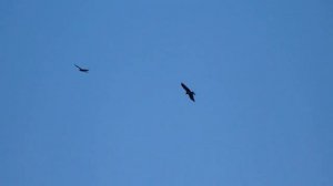 Black Kite Gigrin Farm