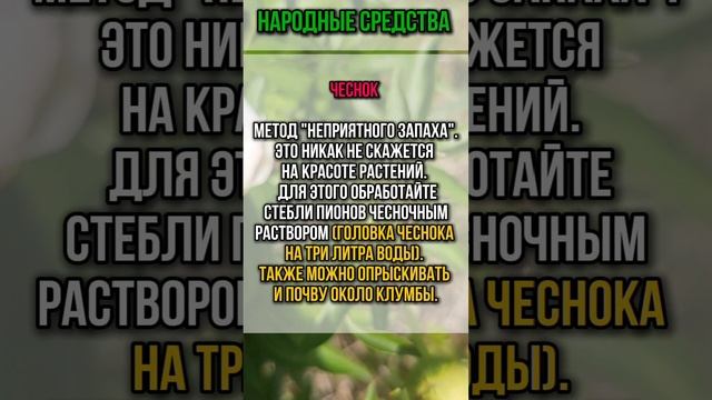 пион и муравьи #советысадоводам #семенаисаженцы #дача #пионы #муравьи #цветы #огород