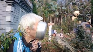 На дворе трава, на траве дрова или песенка холостяка.
